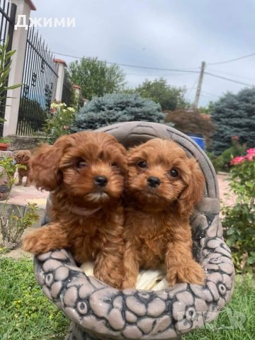 КАВАПУ Cavapoo, снимка 5 - Пудели - 45479353