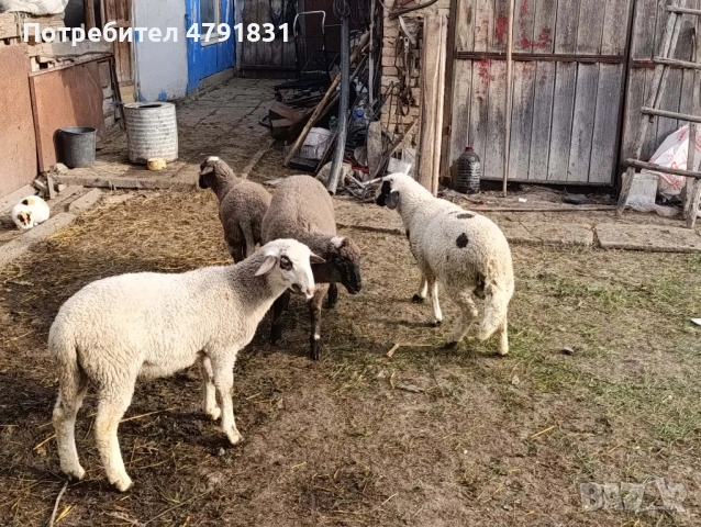 Продавам агнета , снимка 3 - За селскостопански - 54142838