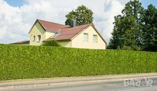 Западна Туя Брабант с Високо качество 