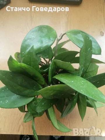 ХОЯ Карноза стръкове с коренчета , снимка 2 - Стайни растения - 50070734