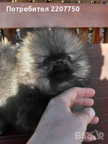 продавам померан , снимка 2 - Померан - 53100329
