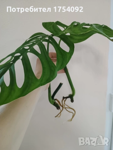 Вкоренени резници Monstera Esqueleto