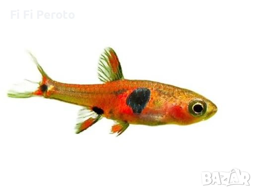 rasbora neon blue diamond fish, снимка 3 - Рибки - 53853226