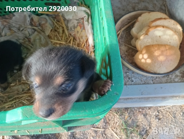 Кученца, снимка 2 - Други - 52457574