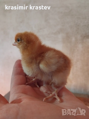 пиленца, пилета, носачки