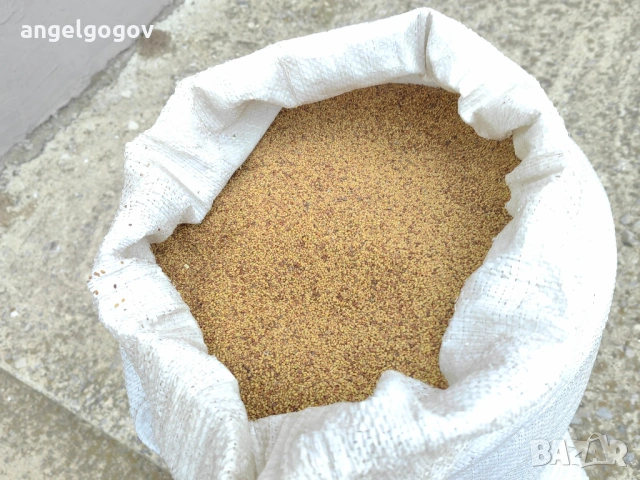 Люцерно семе, снимка 4 - Сортови семена и луковици - 53492515