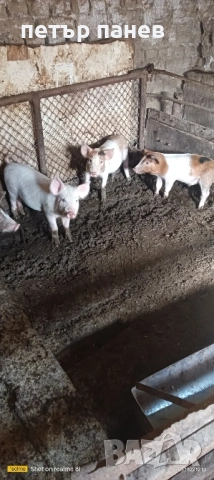малки прасенца, снимка 2 - Прасета - 52509543