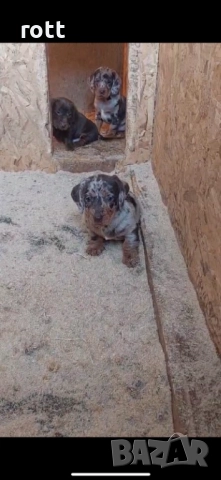 Дакел, снимка 2 - Дакели - 52966616