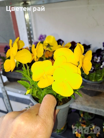 Теменужки , снимка 11 - Градински цветя и растения - 54220016