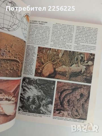 Какво знаем за земноводните и влечугите , снимка 2 - Специализирана литература - 51089420