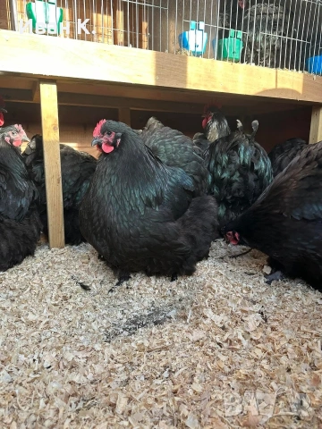 Продавам черен Орпингтон. , снимка 12 - Кокошки и пуйки - 53829349