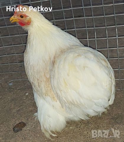 Продавам Чифт Жълт Мини Кохин , снимка 2 - Кокошки и пуйки - 46409700