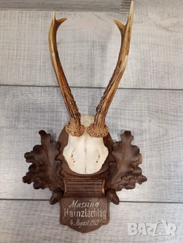 Трофей рога от сръндак и дива коза  , снимка 4 - Антикварни и старинни предмети - 52020554