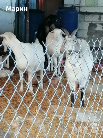 Продавам три кози