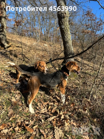 Mijko tricvetno gonce na 5 i polovin mesec, снимка 3 - Гонче - 52939918