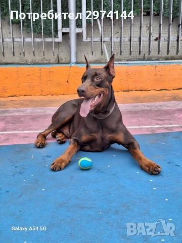 Мъжки Доберман за разплод, снимка 3 - Търси партньор - 50466810