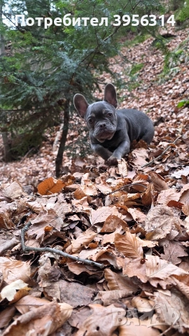 Мъжко Френско булдоче