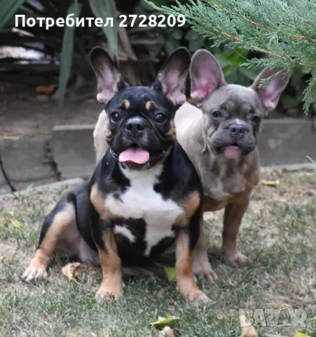 ТОП Френски булдог/French Bulldog , снимка 4 - Френски булдог - 45526347