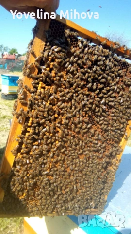 Продавам Пчелни отводки , снимка 2 - За пчели - 53689780