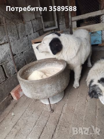 Куче Каракачанка , снимка 1 - Каракачанска овчарка - 45232982