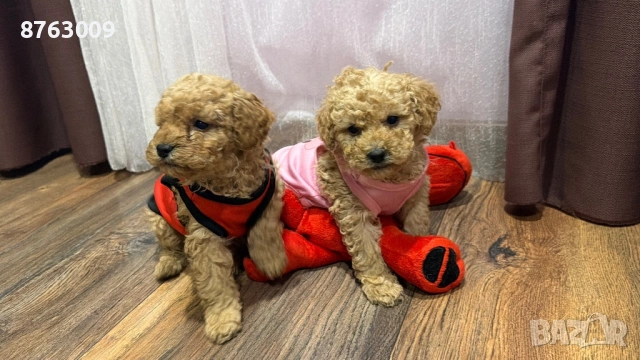 Той пуделчета 