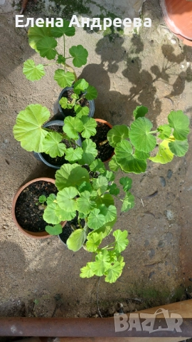 Разсад мушкато, снимка 4 - Стайни растения - 52028494