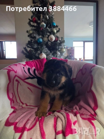 немска овчарка, снимка 2 - Други - 53025866