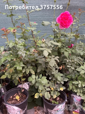 5 рози в саксии 15 лв, снимка 1