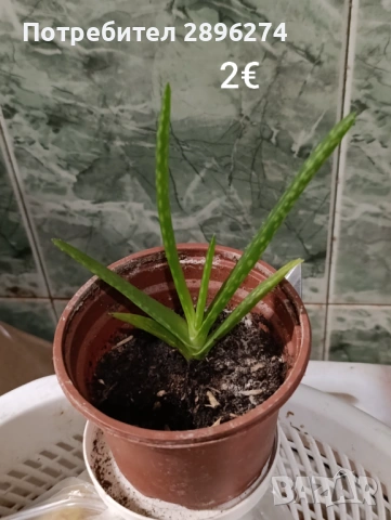  Дифенбахия, Сентполия, Алое вера, снимка 17 - Стайни растения - 46264327
