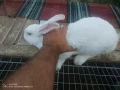 Зайци домашни , снимка 6