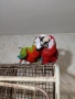 Ръчнохранени ара арлекин и ара руби, снимка 5