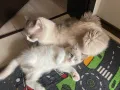 Регдол Ragdoll котета, снимка 15