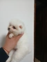 Mini Pomeran, снимка 5