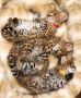 налични котенца савана,сервал и каракал, снимка 11