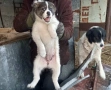 🐶 Каракачански  кученца –  каракачанки (каракачанка)🐾, снимка 11