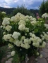 Хортензия ,бяла и розова , снимка 14