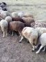 продавам овце агнета, снимка 1