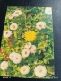 Старо календарче серия ЦВЕТЯ много красиво за КОЛЕКЦИЯ ДЕКОРАЦИЯ 35357, снимка 2