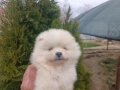 Померан / Померани , снимка 5