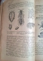 100-годишна антикварна ценност: „Зоология“ (1926) – Изд. Хр. Г. Данов, снимка 12