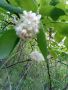 Медоносно храст-дърво, снимка 1 - Градински цветя и растения - 45464820