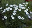 Бяла Маргарита, снимка 1 - Градински цветя и растения - 45368592