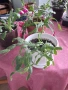 Стайни цветя - Коледничета - три саксии, снимка 4
