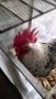 Продавам млад петел, снимка 1 - Кокошки и пуйки - 45118386