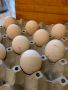Продавам яйца от чернокрили пауни, снимка 1