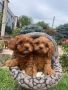 КАВАПУ Cavapoo, снимка 5