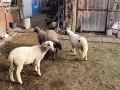 Продавам агнета , снимка 3