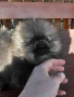 продавам померан , снимка 2