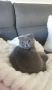 Шотландски котета, снимка 1 - Британска късокосместа - 45981750
