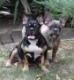 ТОП Френски булдог/French Bulldog , снимка 4